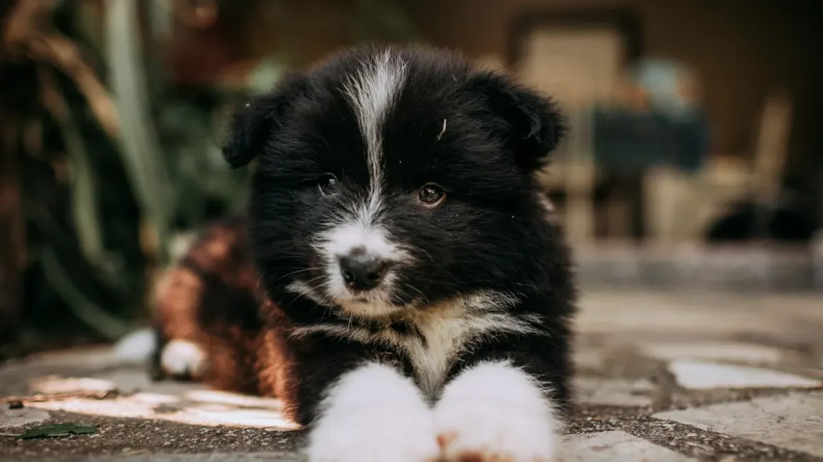 A Border Collie lying quietly on a kitchen floor next to a water bowl