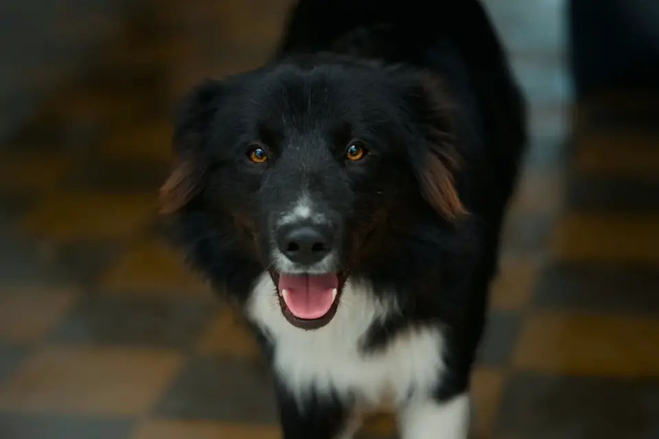 A Border Collie stretching after resting on a kitchen floor