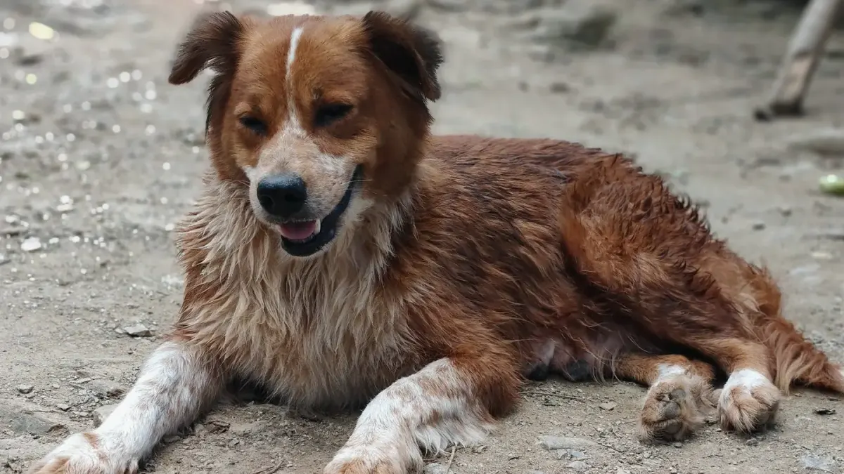 A bowl of cloudy rice water set on the floor next to a calm dog resting nearby