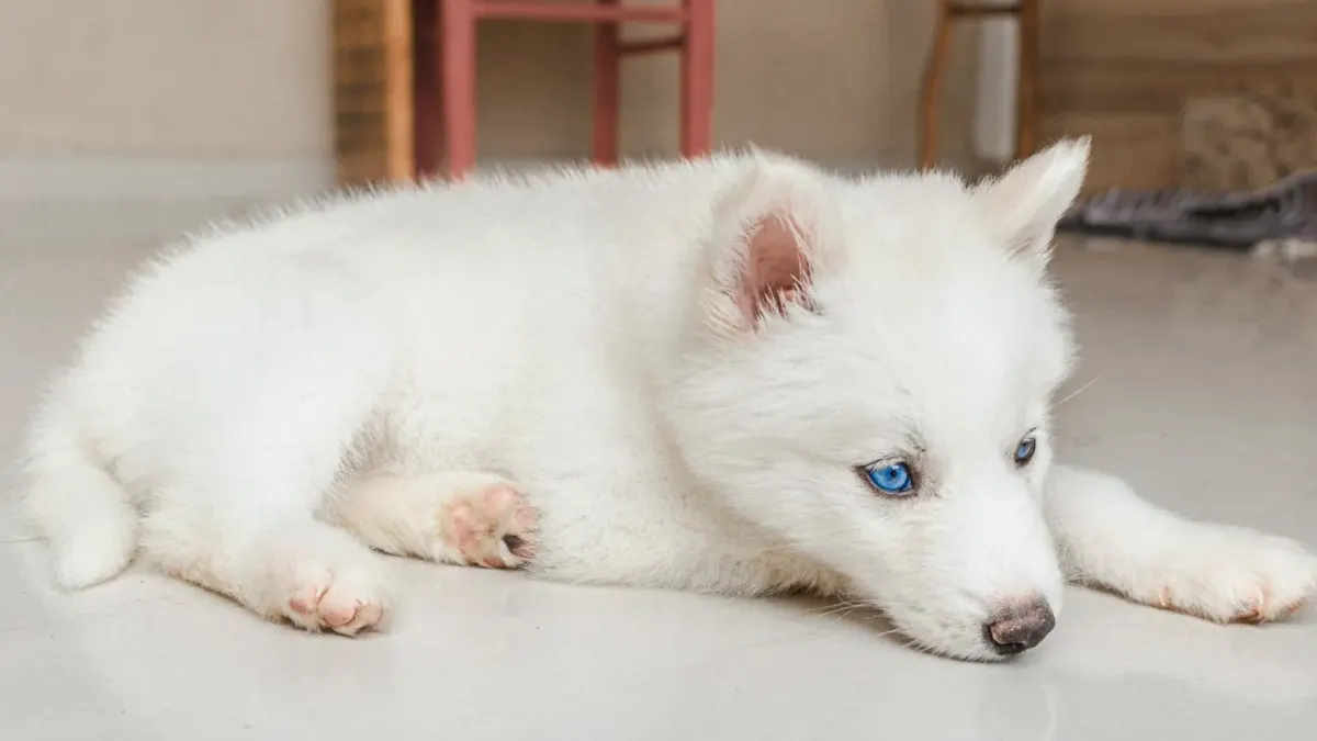 A dog curled tightly on its side with a tense, guarded posture