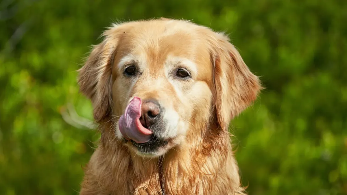 A dog licking its lips while standing near an empty food bowl
