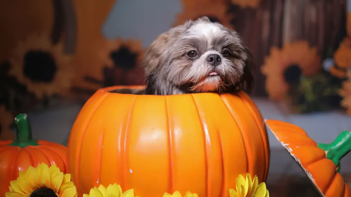 A dog lying near a water bowl and a small pumpkin on a kitchen floor