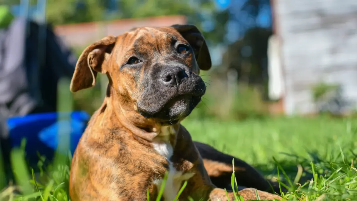 A dog nosing through grass in a backyard, chewing a blade of grass