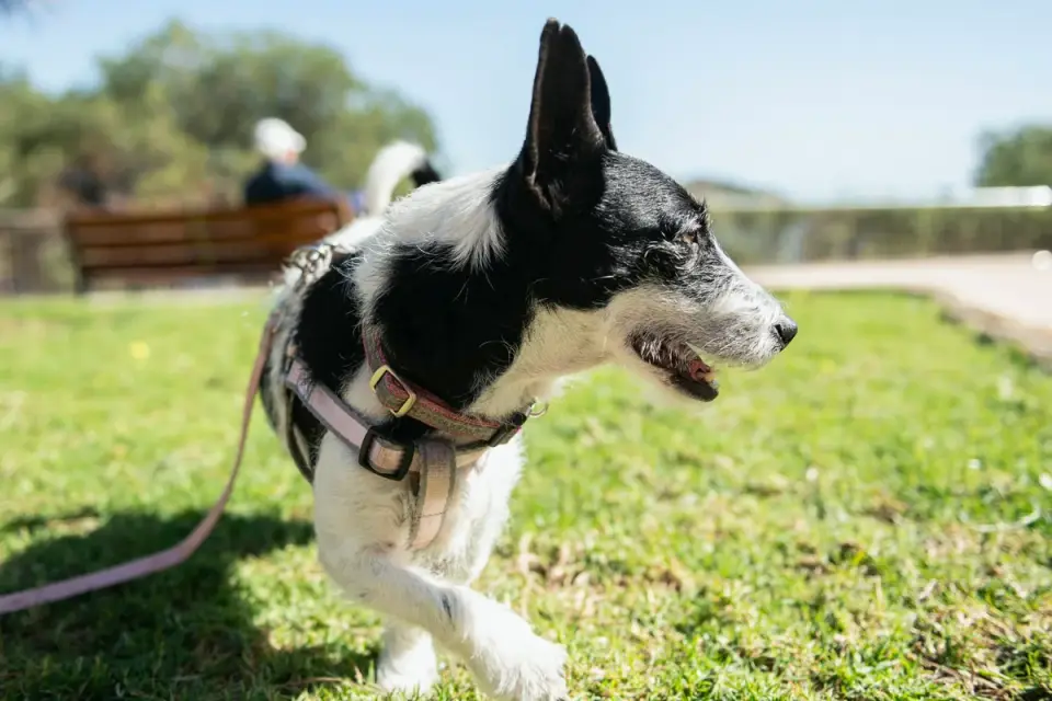 A dog on a leash walks across a grassy park path with its owner nearby