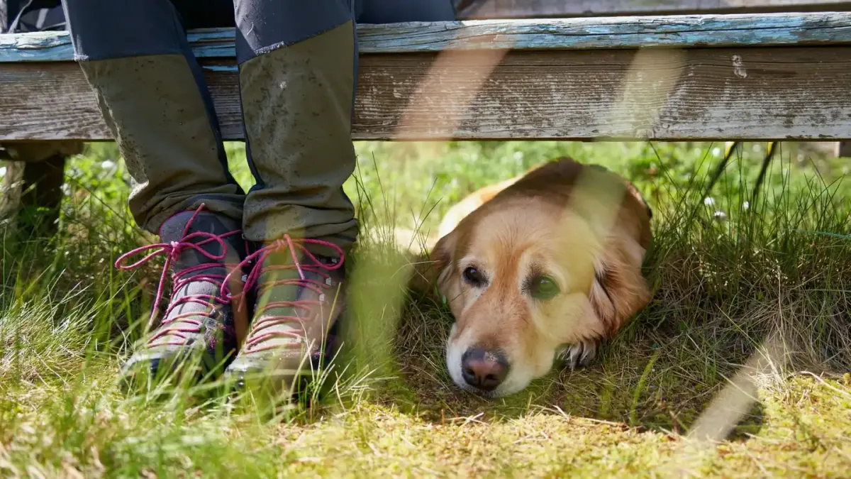 A dog owner crouching to check their dog's stool on a lawn