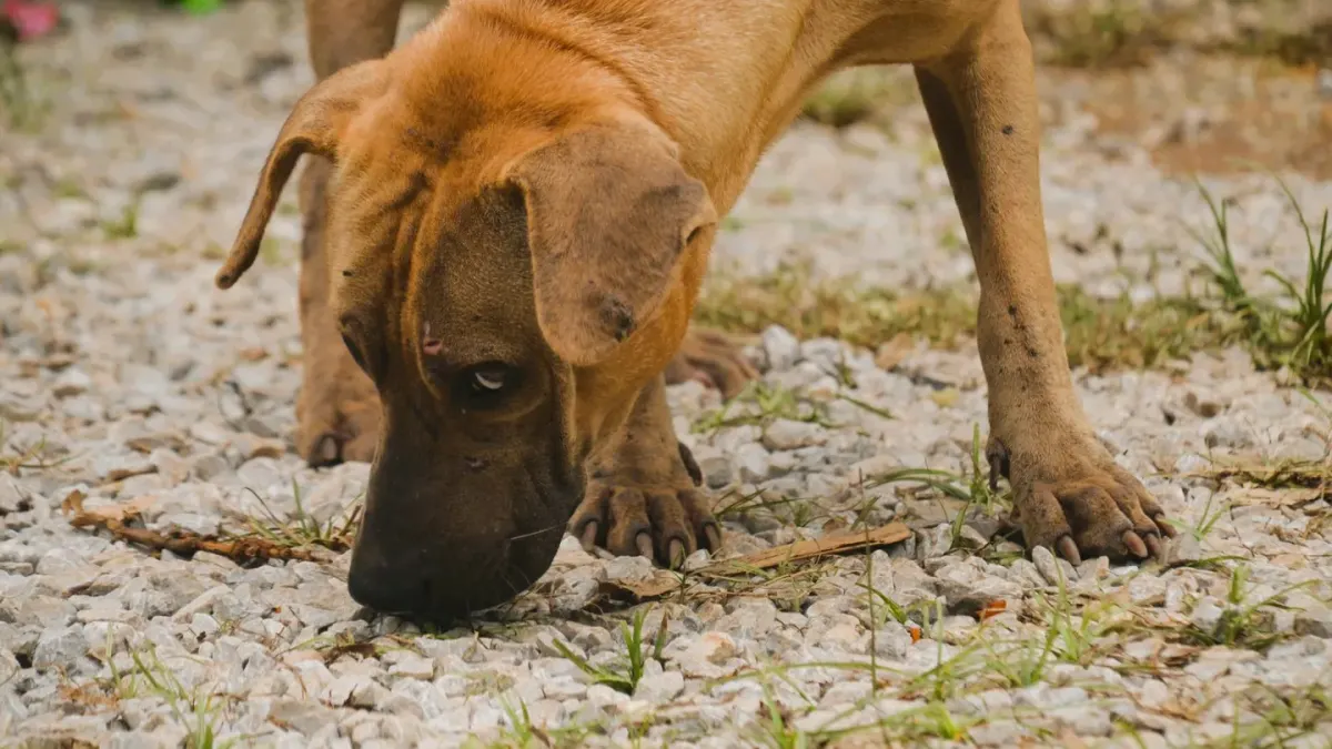 A dog pausing over a bowl of kibble before eating