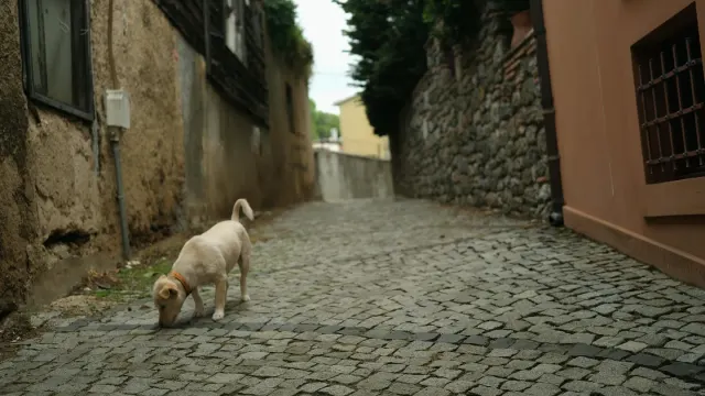 A dog sitting beside its food bowl in a kitchen, hesitant to eat
