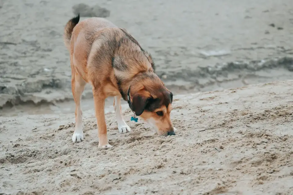 A dog sniffing at a dropped supplement capsule on a kitchen floor