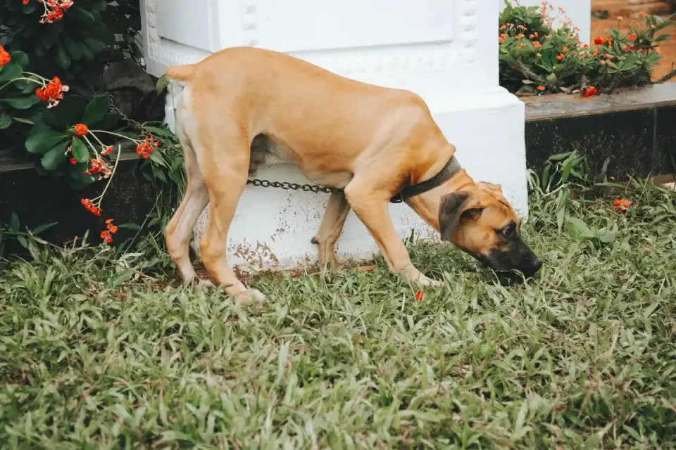 A dog sniffing a discarded watermelon rind on grass outdoors