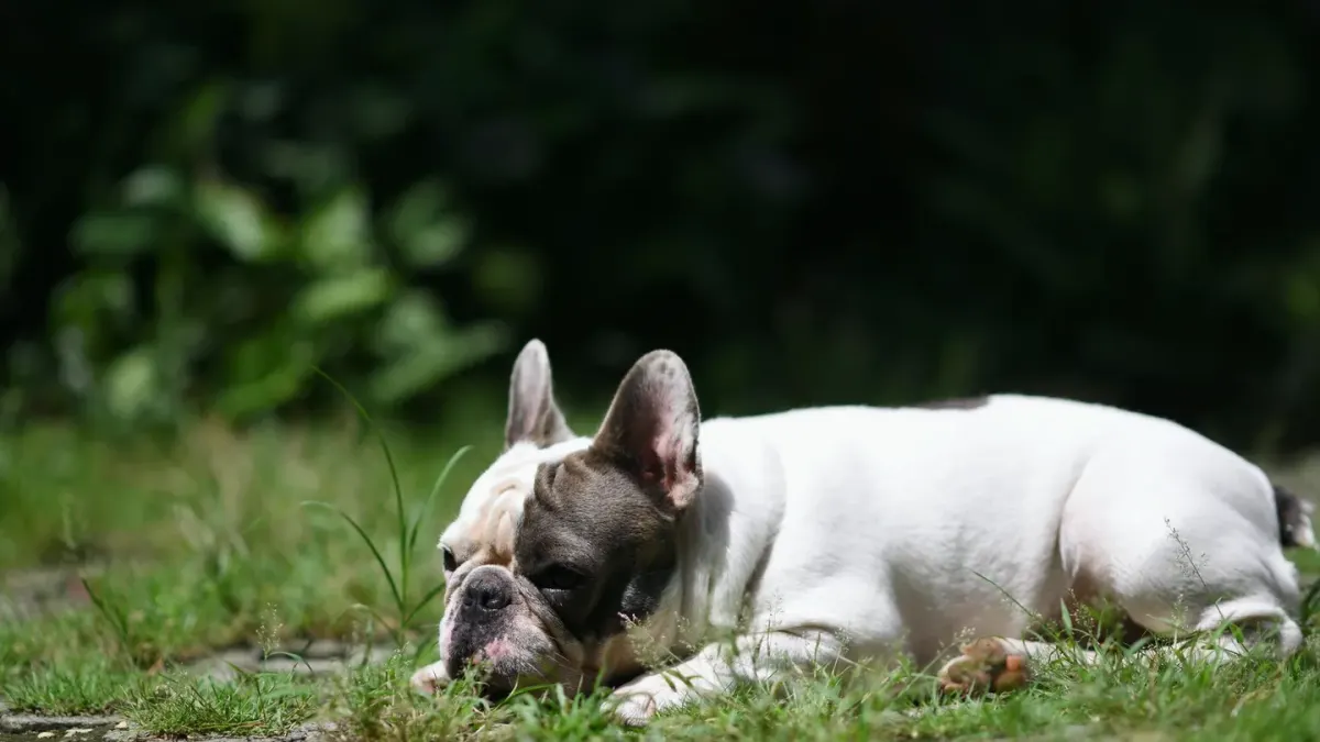 A dog standing on grass in a backyard, pausing mid-stride
