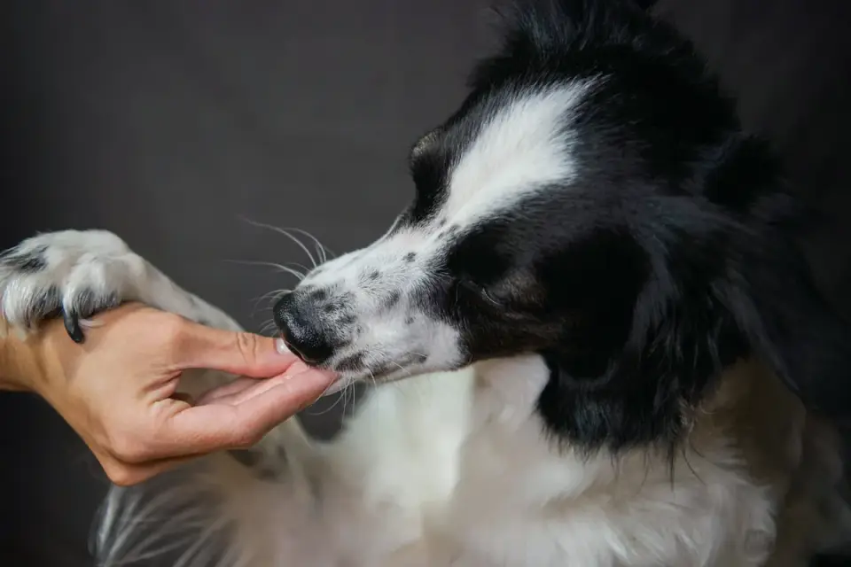 A dog taking a soft chew treat from its owner&#x27;s hand