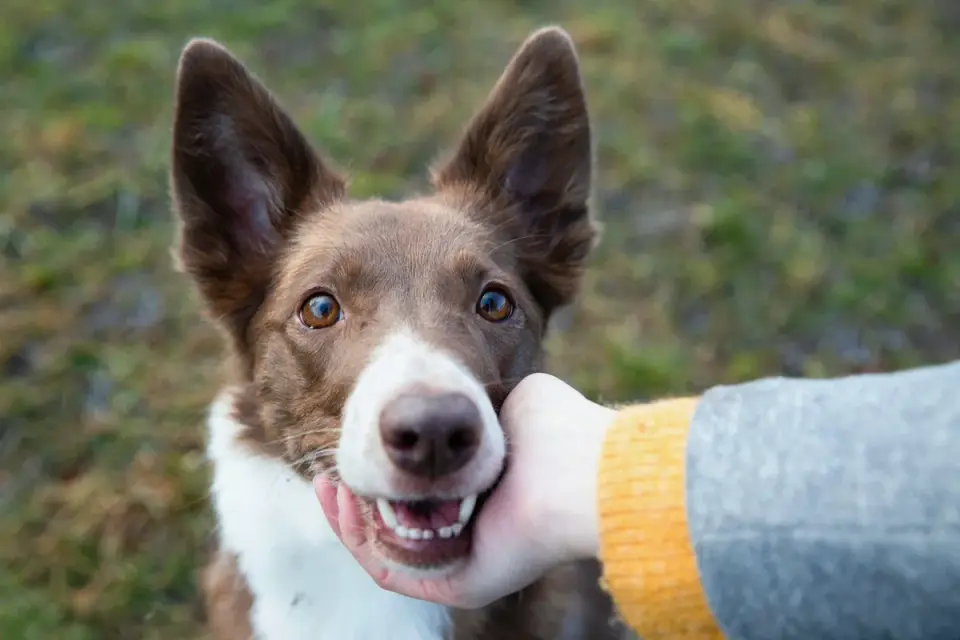 A dog taking a soft chew treat from its owner&#x27;s hand