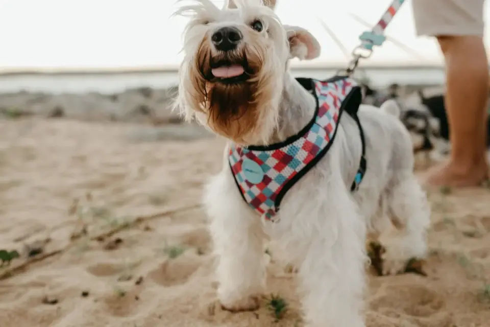 A dog walking outdoors wearing a rear-leg support harness