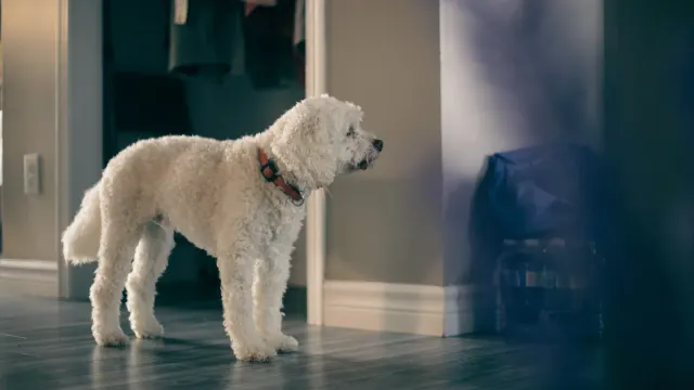 A golden retriever watching popcorn pop in a pot on the stovetop