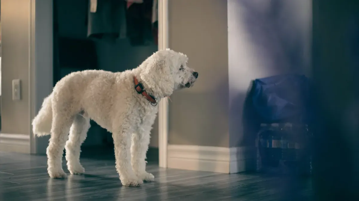 A golden retriever watching popcorn pop in a pot on the stovetop