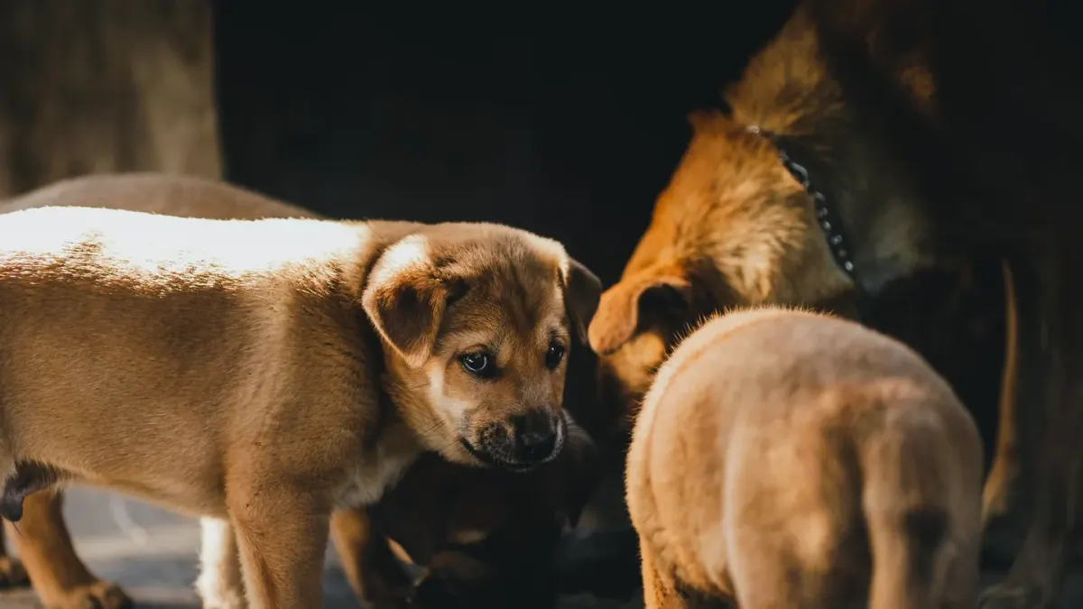 A puppy eating a meal from a bowl in a home kitchen