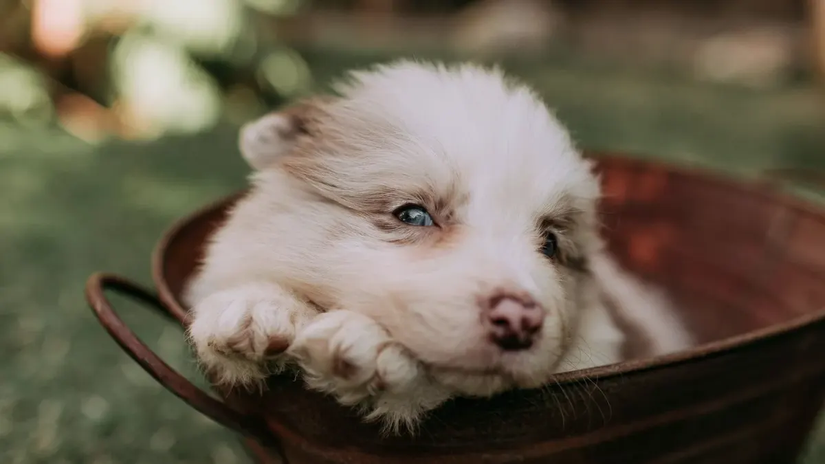 A puppy lying calmly near its water bowl after a veterinary appointment