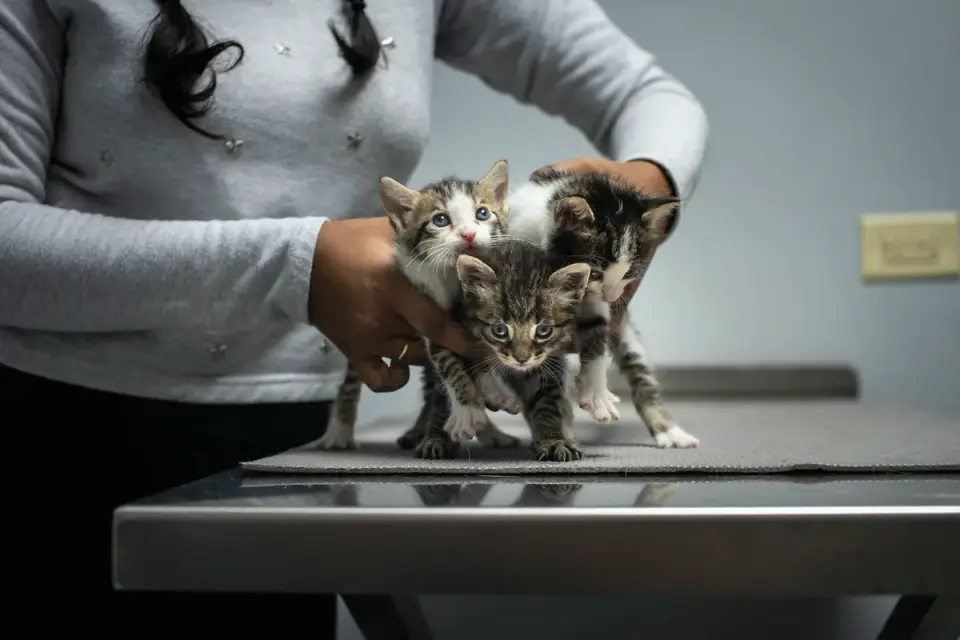 A puppy resting on an exam table during a veterinary visit