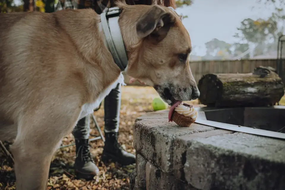 A senior dog eating a treat outdoors near a garden