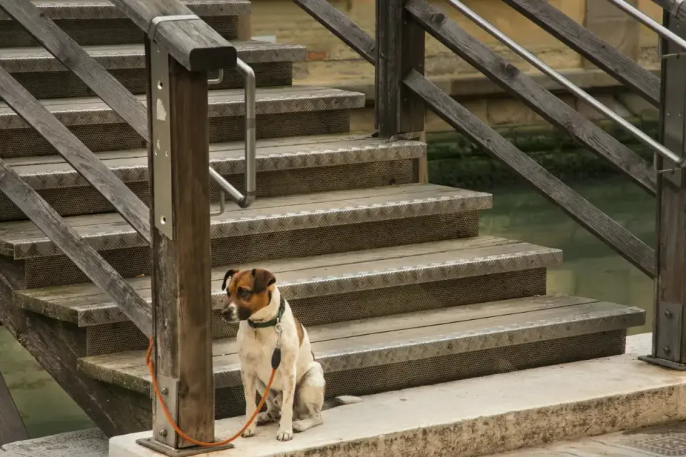 A senior dog pausing at the bottom of a short flight of outdoor stairs