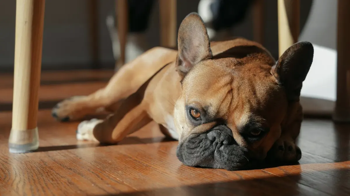 A senior dog pausing mid-rise, weight shifted off its hind legs