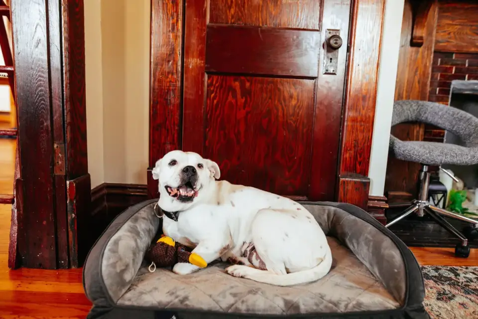 A senior dog resting on a comfortable bed at home