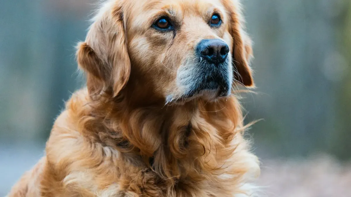 A senior golden retriever standing at the base of a staircase, weight shifted off one hind leg