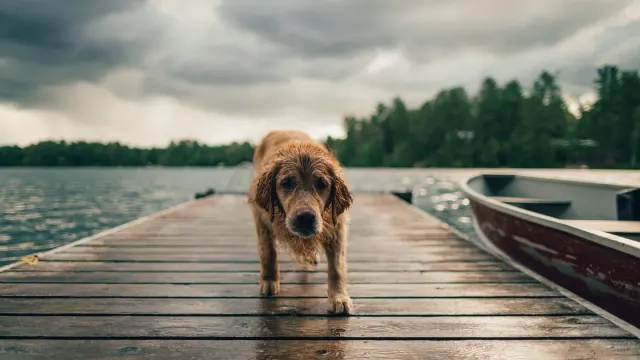 A senior golden retriever standing at the bottom of a short staircase, hesitating before the first step