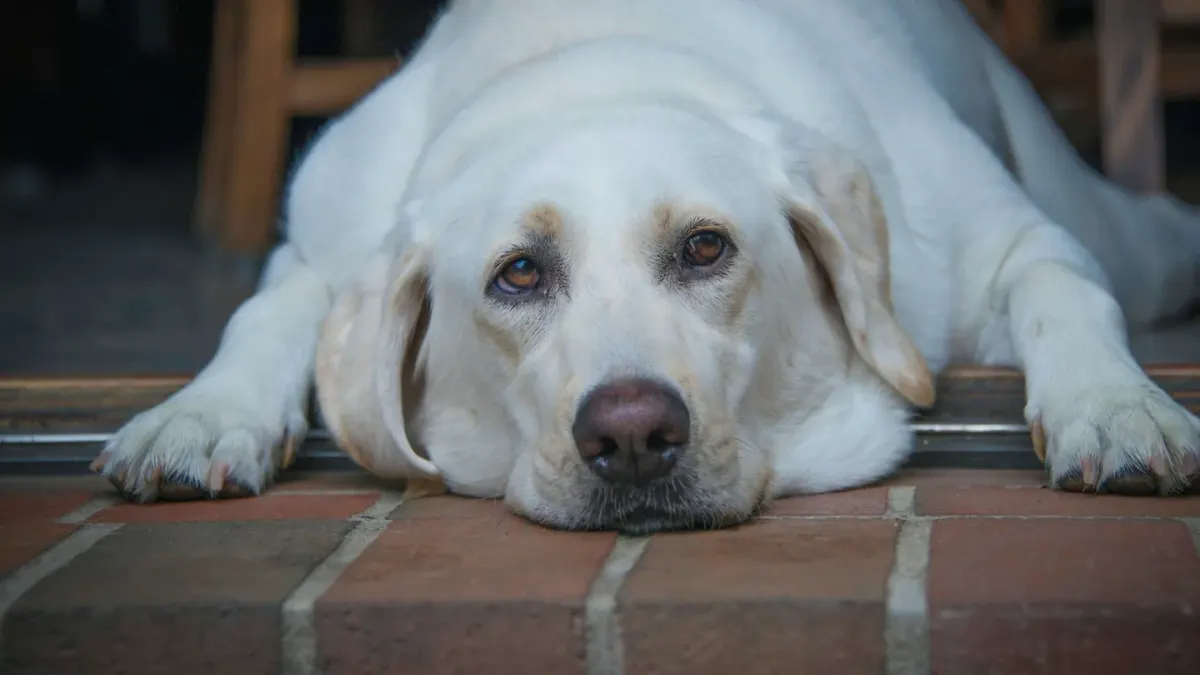 A senior yellow Labrador retriever standing at the bottom of a short flight of porch steps
