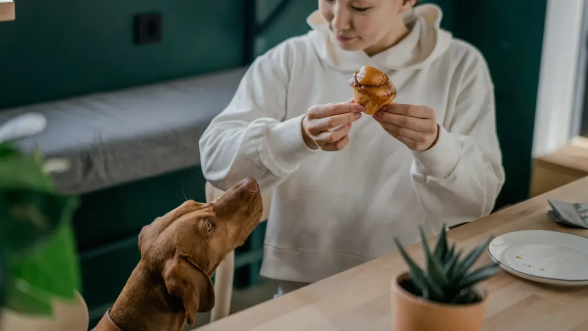 A veterinarian examines a dog on an exam table with a bag of soft chews nearby