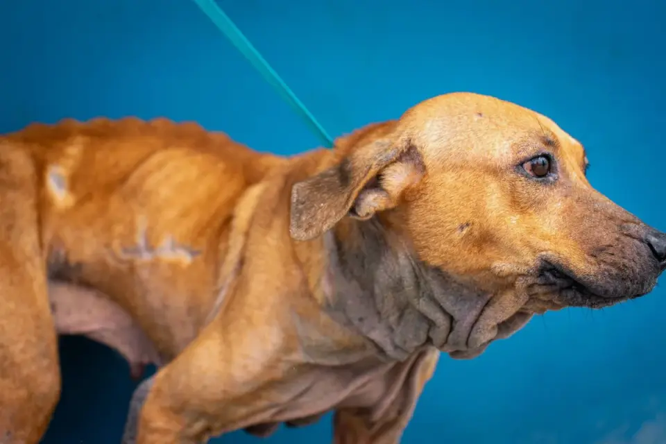 A veterinarian examining a dog&#x27;s abdomen during a wellness exam