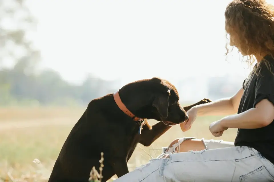 A veterinarian gently checking a senior Labrador&#x27;s hips and hind legs
