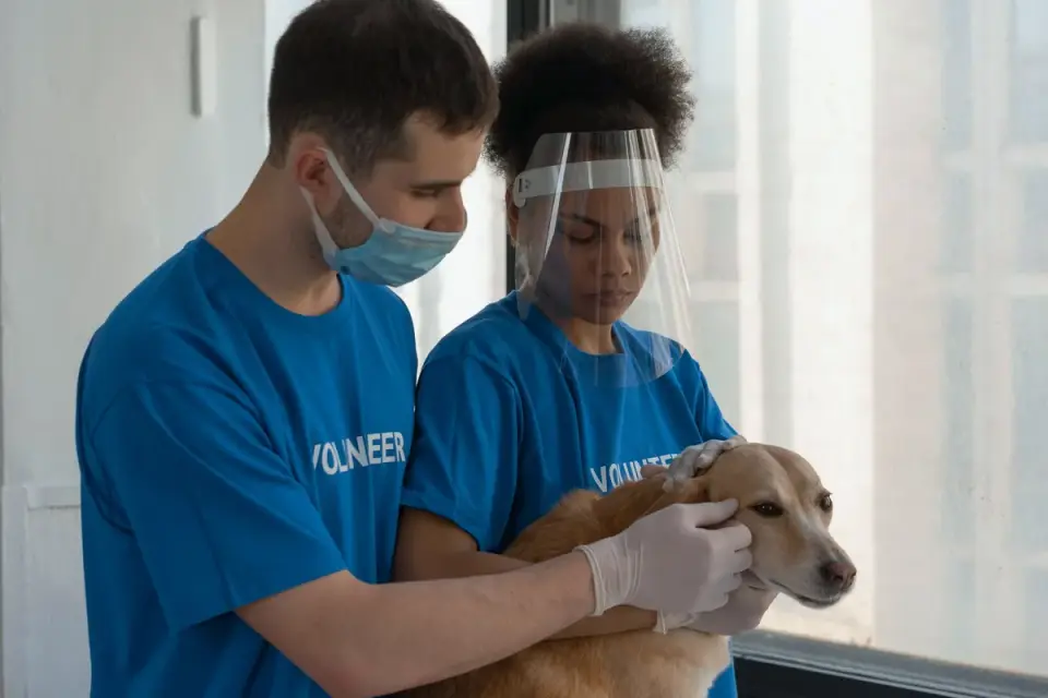 A veterinarian gently examining a dog&#x27;s abdomen on an exam table