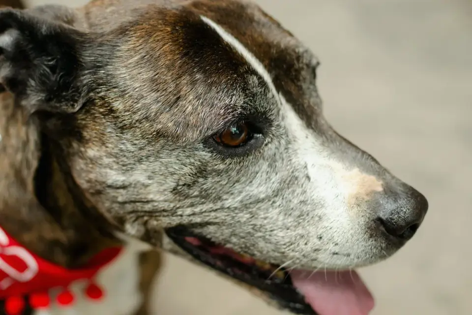 A veterinarian gently examining a graying senior dog&#x27;s face during a wellness exam