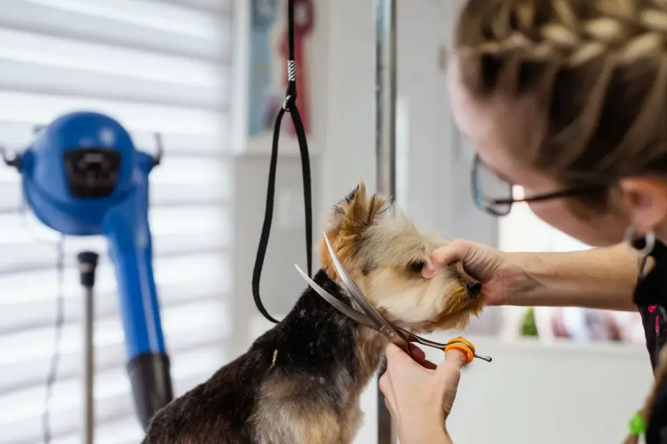 A veterinarian gently palpating a dog&#x27;s abdomen during a checkup
