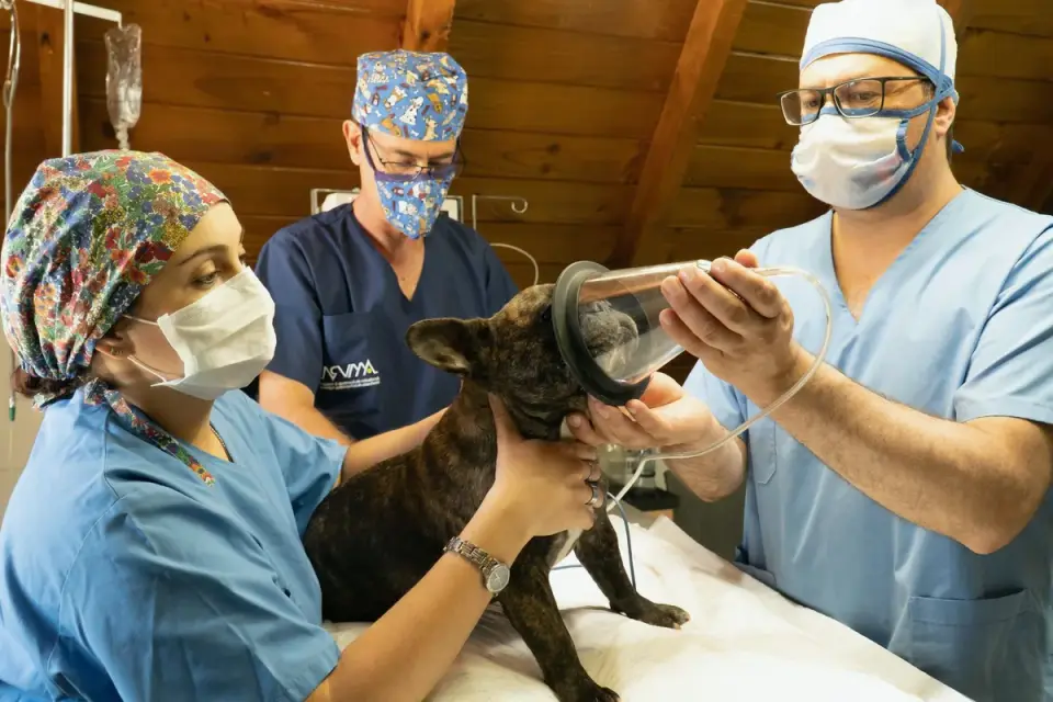 A veterinarian gently palpating a dog&#x27;s abdomen during a wellness exam