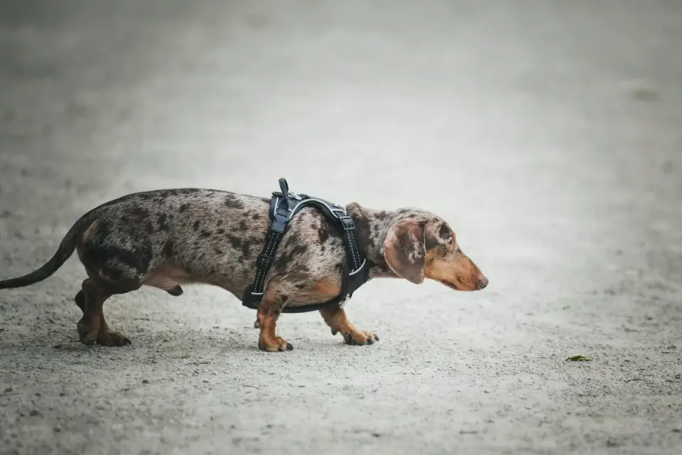 A veterinarian palpating a dog&#x27;s hind limbs during a physical exam
