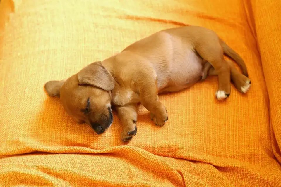 A young puppy eating from a bowl on a kitchen floor