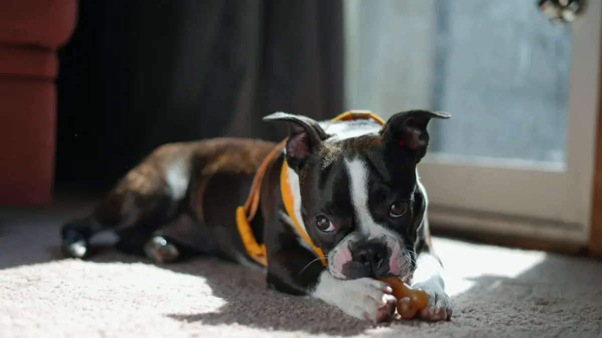 An owner handing a soft chew treat to a dog standing in a kitchen