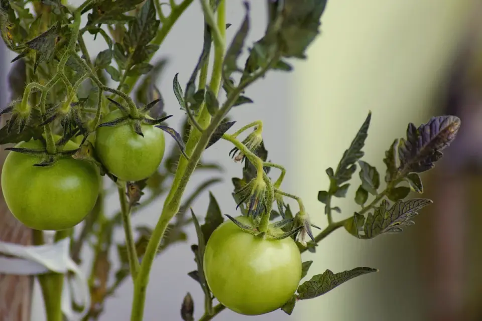 Close-up of green unripe tomatoes still attached to the vine with leaves