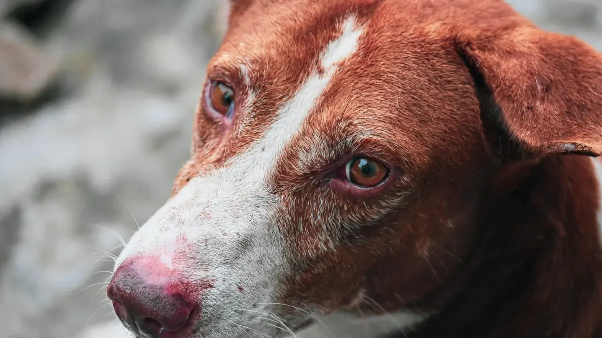 Dog close to a bowl