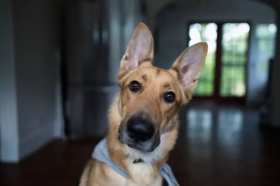 Dog close to a bowl