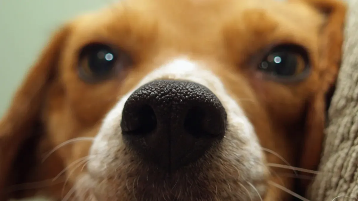 Dog close to a bowl