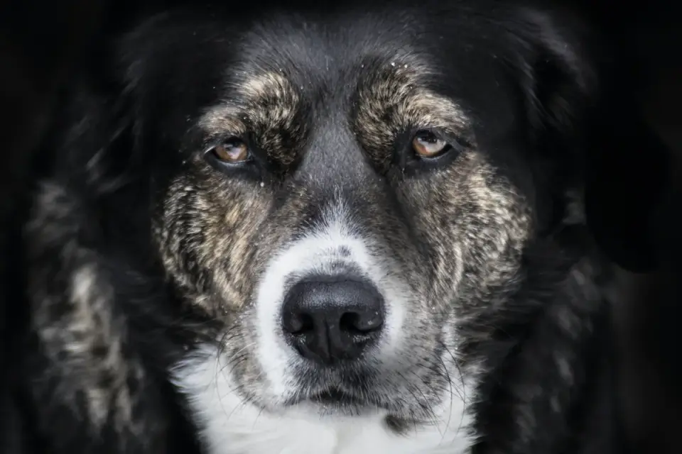 Dog close to a bowl