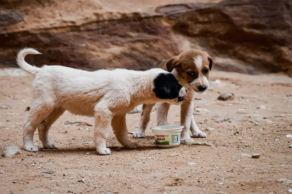 Dog drinking water