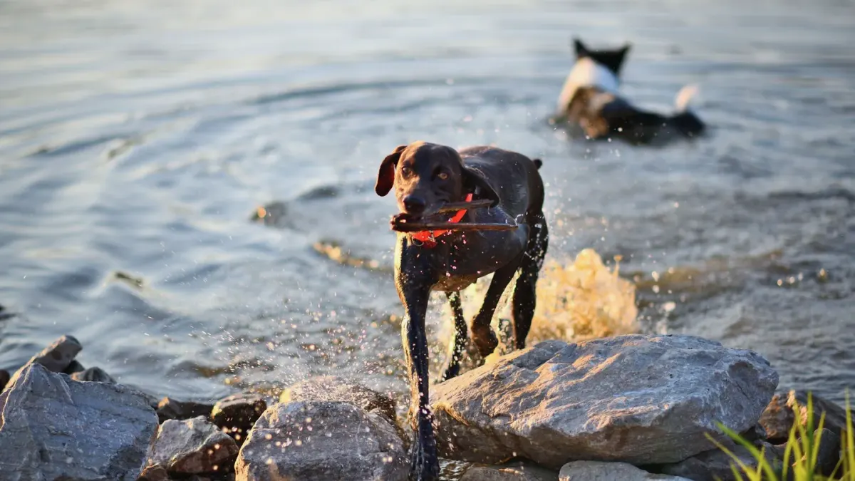 Dog drinking water