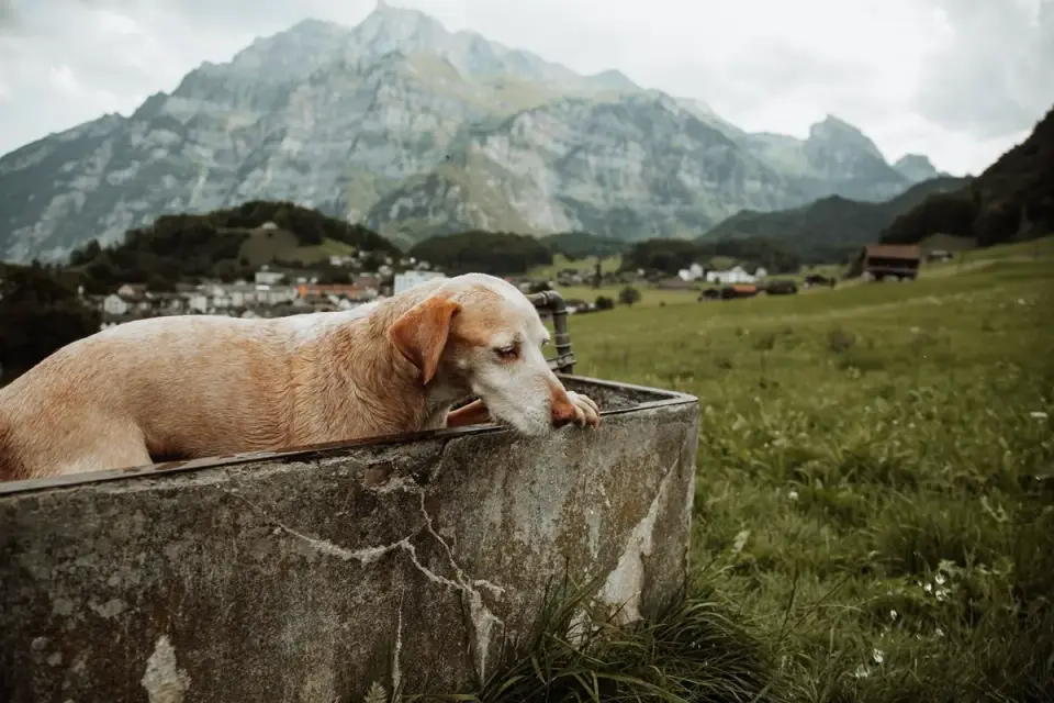 Dog drinking water