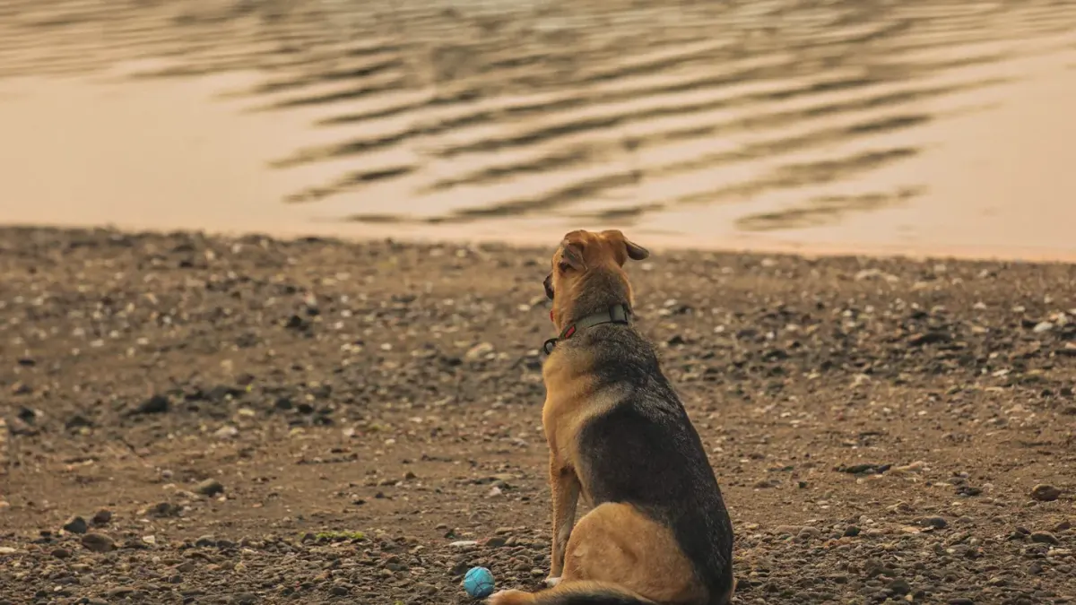 Dog drinking water