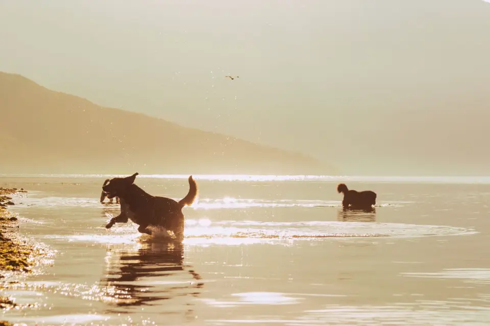 Dog drinking water