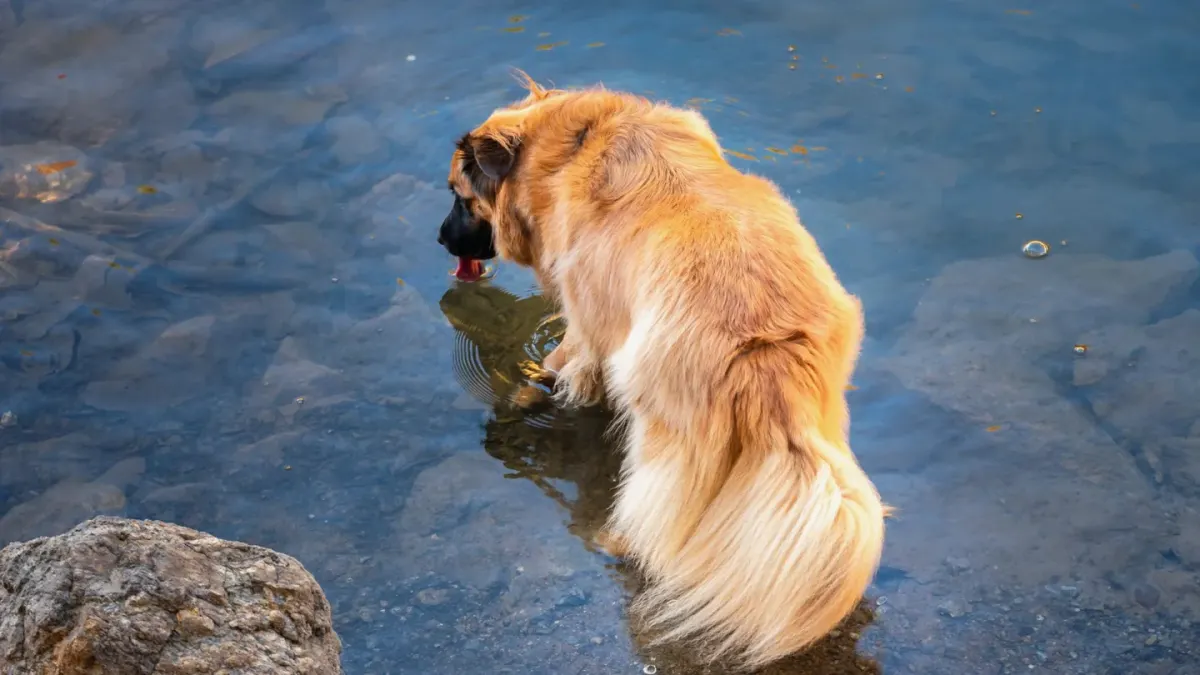 Dog drinking water